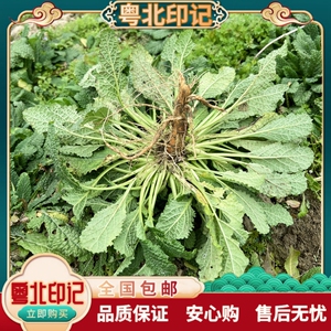 新鲜癞蛤蟆草荔枝草干货皱皮青蛙中药中草药材蟾蜍雪见草赖哈蟆草