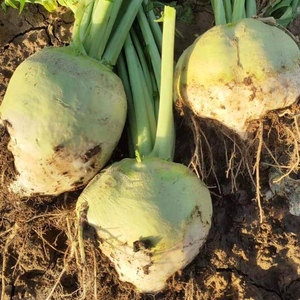 光头芥菜种子种籽大辣疙瘩辣菜孑咸菜秋冬季大头菜四季蔬菜菜种