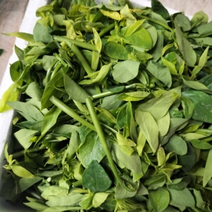 000人付款淘宝广东海南五指山野菜潮汕茂名菜种苗盆栽树仔菜苗天绿香