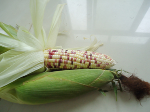 海南蔬菜新鲜紫白玉米营养糯玉米10个起拍包邮