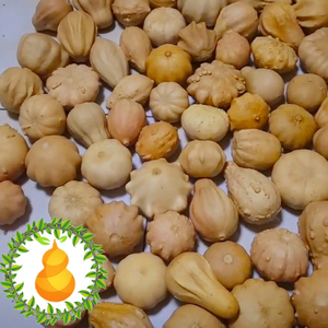 文玩矮桩白菜百财异形观赏南瓜飞碟疙瘩葫芦十爪海星手捻奇形怪状