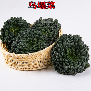 塌苦菜小八叶黑心乌塔菜塌菜种籽四季春秋冬播盆栽庭院蔬菜种子孑