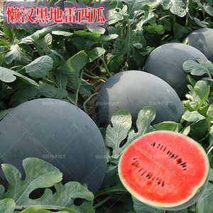 超甜黑皮地雷美人大西瓜种子沙瓤大田盆栽春夏秋四季播水果种籽孑