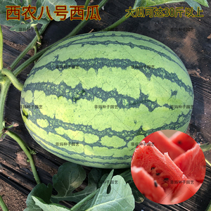 超甜西农八号大西瓜种子早熟抗病高产大田盆栽春夏四季水果种籽孑