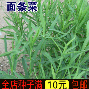 野生蔬菜种子 面条菜种子野菜种子 春秋季庭院阳台盆栽四季播菜籽