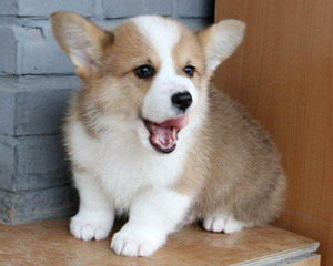 爱心无偿领养短腿威尔士柯基犬小狗幼犬迷你宠物狗狗活物小型好养