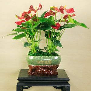 红掌组合盆景室内花卉绿植鸿运当头四季开花桌面观花盆栽带花发货