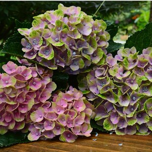 玖月小家 魔幻系列绣球 魔幻珊瑚