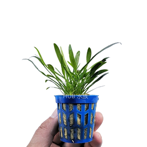 hub 水族 泰国迷你椒草 针叶皇冠 小青椒 前景真淡水草皮