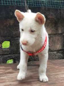 贵州凯里纯种短毛幼犬下司纯种活体猎犬