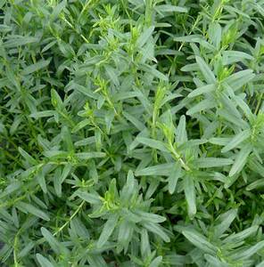 美国avat冬季香薄荷精油5ml