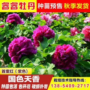 睿睿牡丹花苗大苗菏泽精品牡丹首案红红色室内外绿植花卉秋季发货