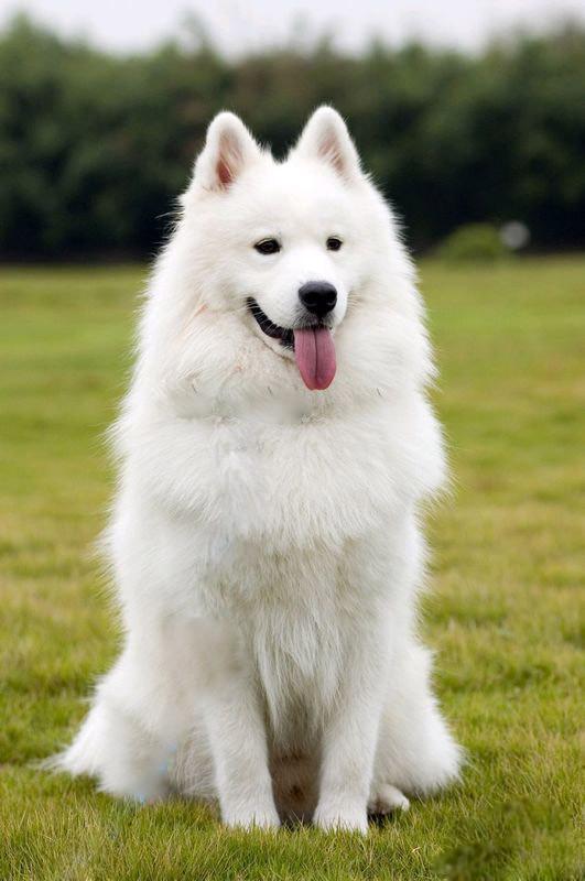 包邮2018贝豪20kg40斤泰迪阿拉萨摩耶比熊金毛幼犬浦乳期奶糕犬粮