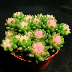 多肉植物 赤豆药锦 可爱粉色萌肉 室内阳台美观趣味 好养绿植花卉