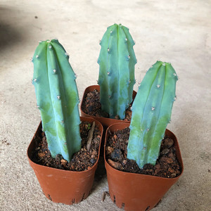 龙神木仙人柱蓝色多肉植物 防辐射仙人掌仙人球新手绿植