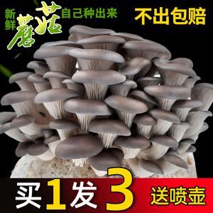 蘑菇种植包家种蘑菇黑平菇菌包新鲜菌棒盆栽食用菌香菇趣味阳台