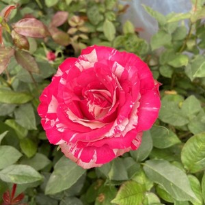 【丑角】月季新星品种玫瑰花苗条纹大花四季开花阳台庭院盆栽花卉