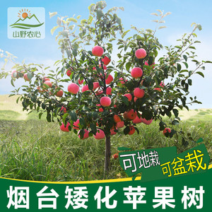 00 61人付款  淘宝 烟台红富士苹果树嫁接树/矮化苹果树苗种植/南方