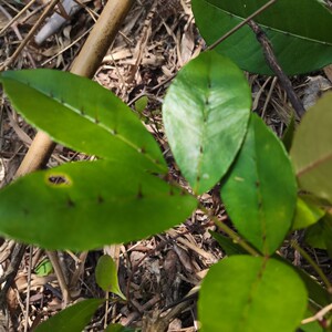 两面针苗中草药材苗 可观赏可药用入地金牛双面刺下山虎 带土发货