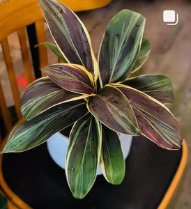 花葉植享巧克力朱蕉女皇陛王皇奶油玻璃疏朱蕉锦化绿植观叶植物