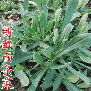 山东新鲜蔬菜面条菜现挖羊蹄棵时令菜蒸野菜火锅菜非生吃食用农家