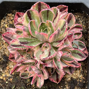 青花瓷法师锦多肉植物红富士锦绿植盆栽吸甲醛净化空气直播手捧花