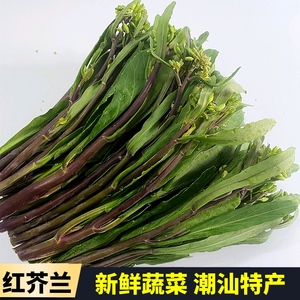 潮汕红脚芥兰菜 小颗带花苞大棚寮新鲜芥蓝紫色蔬菜广东揭阳特产