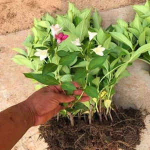 五彩锦带花树苗五彩锦带花苗树盆栽室内外七彩耐寒红王子锦带花苗