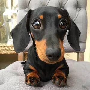 腊肠犬纯种铁包金活体德国短毛黑棕色腊肠狗幼犬家养小型犬宠物狗
