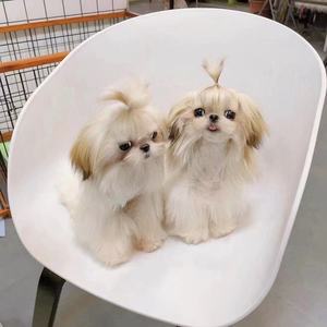 纯种西施犬幼犬活体宠物狗长毛小体西施狗茶杯狗狗蝴蝶犬马尔济斯