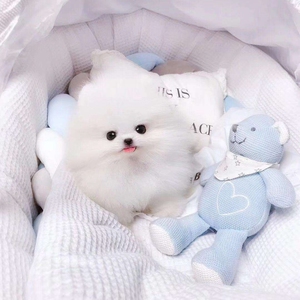 纯种哈多利博美可爱白色长不大小体型茶杯俊介犬幼犬宠物狗狗活体