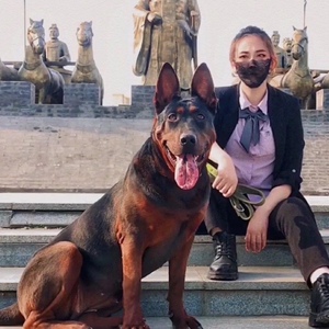 纯种莱州红幼犬苏联红幼犬活体虎头红狼犬幼犬狼狗中国红犬川红犬