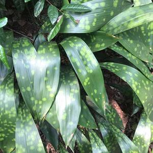 800人付款淘宝现割新鲜粽子张50眉山四川粽叶热卖天然割粽一叶叶兰花