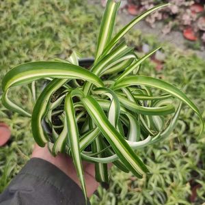 银心吊兰