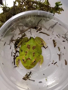 【宇治角蛙】宇治角蛙品牌,价格 - 阿里巴巴