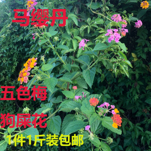 五色花马缨丹中草药狗屎花五色梅皮肤宝宝洗澡新鲜枝叶500g包邮