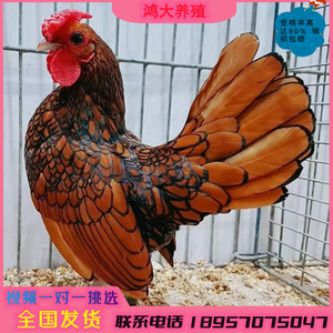 波兰鸡活苗观赏鸡纯种受精种蛋可孵化脱温苗黑白花纯种帽子鸡斑点