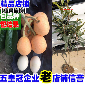 嫁接枇杷苗大五星白玉白沙枇杷树苗南方北方种植盆栽地栽当年结果