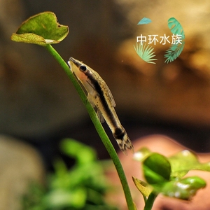 小精灵老虎小精灵皇后吸血鬼斑马小精灵鱼工具草缸清洁热带观赏鱼