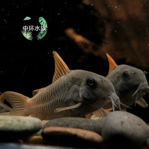 南美进口 红帆鼠鱼 南美超级红帆鼠 活体淡水热带底栖观赏观赏鱼