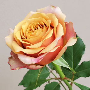 黄金芥末月季花大苗盆栽阳台庭院四季开花卉植物复古色肯尼亚玫瑰