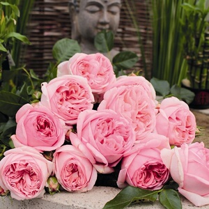 航行/远行粉色大花灌木月季花苗阳台花园耐寒抗病四季开花绿植物