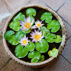 黑美人迷你睡莲水培植物盆栽微型碗莲水养室内阳台花卉四季带花苞