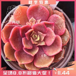 【一物一拍】大红袍 老桩多肉植物大棚直销韩国萌肉肉