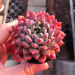 【莱恩小精灵多肉】莱恩小精灵多肉品牌,价格 - 阿里巴巴