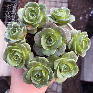 【一物一拍】玫瑰多肉 多肉植物组合 耶罗玫瑰套餐原盆土发货多肉