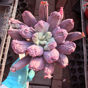 【一物一拍】狂野男爵 多肉植物 多头群生老桩超大花卉