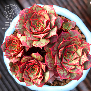 【一物一拍】罗西玛 群生多头老桩多肉植物大棚直销韩国