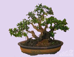 中华蚊母 三峡小叶蚊母 绿色盆景盆栽植物造型素材