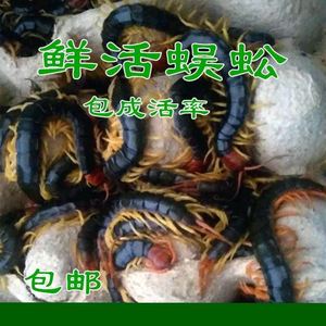 蜈蚣活虫龙鱼观赏鱼发色饲料斗鸡斗鸟画眉鸟金龙鱼食泡酒药材